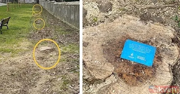 CHP’li İBB’nin Çırağan’da katlettiği ağaçlar kanser değilmiş! Uzman isim açıkladı - 3