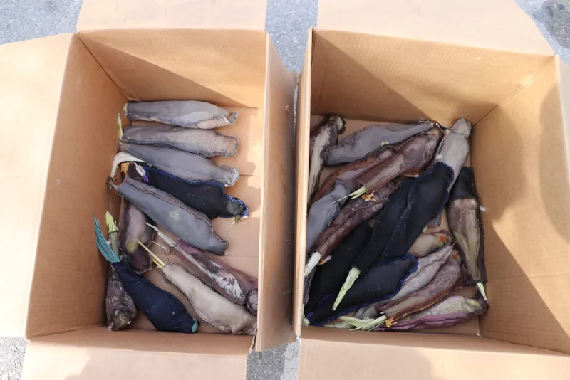 Sınırda pes dedirten olay! Papağanları sınırdan kaçak sokmaya çalıştı - 5