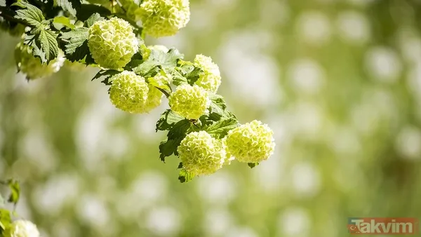 Kış bitiyor doğa uyanıyor! 3. cemre toprağa ne zaman düşecek? - 3