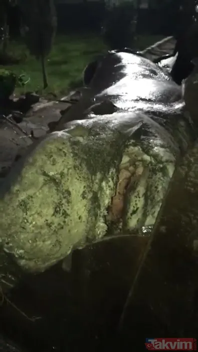 Görenler şoke oldu! İzmir'de karaya vurdu - 7