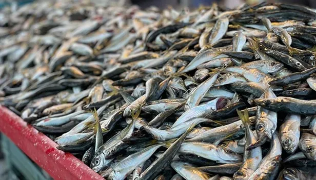 Hamsi neden göç ediyor? Hamsi firarda: Bu sefer sıcaktan değil...-8