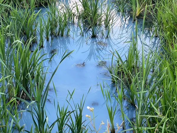 Alibeyköy Barajı'na dökülen derenin rengi maviye döndü! Kokusundan rahatsız olan mahalle sakinlerinden İSKİ'ye tepki-7