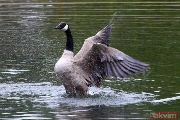 Kaplan akşam yemeği için ayıyı seçti fakat... Vahşi doğada Kaplan ile ayının şoke eden kavgası kapışması! - 44