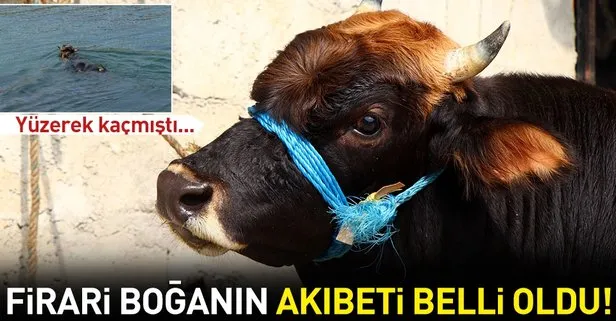 Rize’den Trabzon’a yüzen boğanın sahibi: Kesmeye kimsenin gönlü razı gelmez