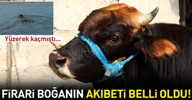 Rize'den Trabzon'a yüzen boğanın sahibi: Kesmeye kimsenin gönlü razı gelmez