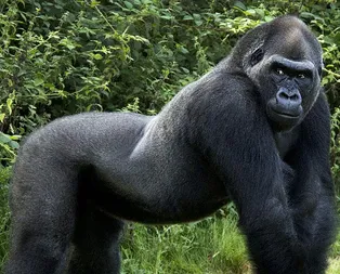 Rüyada goril görmek ne anlama gelir?