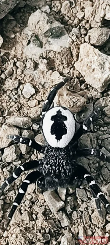 Daha önce hiçbir yerde görülmemiş olabilir! Tunceli’de hayrete düşüren örümcek
