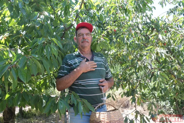 Balıkesir Bigadiç'te 650 rakımlı mahallede yetişen kirazın kilosu bahçede 2 lira pazarda 15 lira - 9