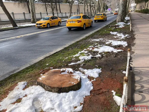 Gezici tayfa ve sözde çevrecilerin ikiyüzlülüğü! CHP'li İBB'nin ağaç katliamı karşısında dilini yuttular: Tepkiler çığ gibi - 11