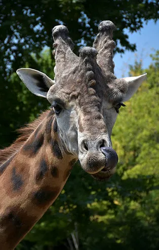 Rüyada zürafa görmek ne anlama gelir? Rüyada zürafa kovaladığını görmek neye işarettir? Rüyada zürafa öldürmek hayırlı mıdır?