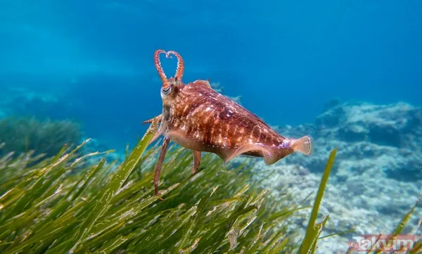 Zorlu testi geçtiler! Bilim açıkladı: Meğer mürekkep balıklarının beyni... - 13