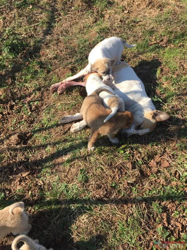 Duygulandıran görüntü! Pompalı tüfekle öldürülen köpeğin 7 yavrusu başından ayrılmadı - 7