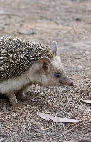 Rüyada kirpi görmek ne anlama gelir?