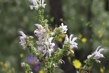 Adaçayı ağrı keser