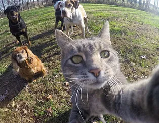 Selfie çekinen sevimli kedi