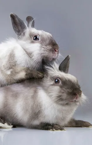 Rüyada tavşan görmek ne anlama gelir?