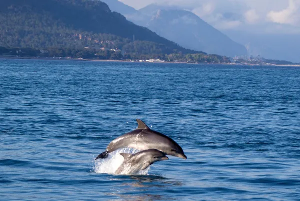 akdenizde-balikcilar-balon-baliklarindan-sonra-yunuslardan-sikayetci-gunluk-10-bin-lira-zarar-veriyorlar-1608878460339.jpg Akdeniz'de balıkçılar balon balıklarından sonra yunuslardan şikayetçi: Günlük 10 bin lira zarar veriyorlar-2