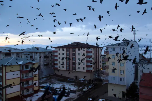 sehri-istila-ettiler-ardahanda-kargalar-korku-filmlerini-aratmiyor-1612940892264.jpg Şehri istila ettiler! Ardahan'da kargalar korku filmlerini aratmıyor-15