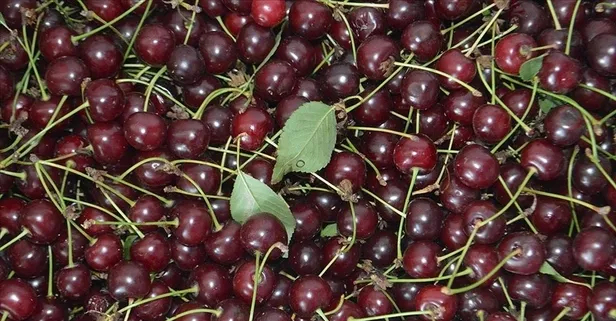 Sinir sistemini koruyan vişnenin faydaları nelerdir?