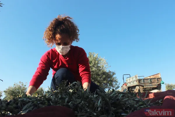 Her yıl 6 aylığına gittiği Kilis'ten dünyaya tonlarca zeytinyağı ihraç ediyor - 3
