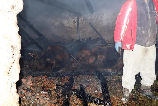 eskisehirde-turgutlar-mahallesinde-agilda-cikan-yangin-3-saatte-sonduruldu-50-hayvan-telef-oldu-800-bin-lira-z-1643191218540.jpg Eskişehir'de Turgutlar Mahallesi'nde ağılda çıkan yangın 3 saatte söndürüldü! 50 hayvan telef oldu 800 bin lira zarar-3