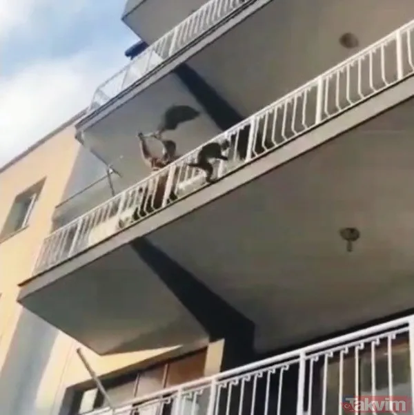 Aydın'da evden kaçan maymun apartmanı birbirine kattı - 7