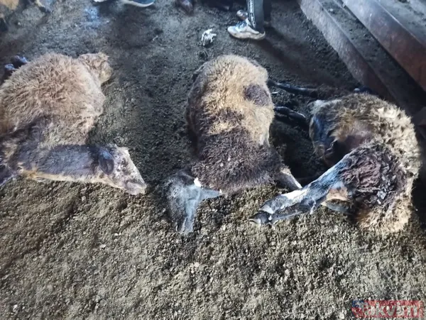 Kurt ağıla girdi! 40 koyun telef oldu 6 koyun yaralandı - 5