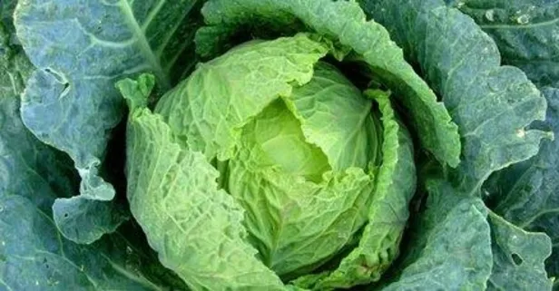 İki gözüm karalahana