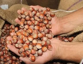 Fındık destekleme ne zaman ödenecek 2022?