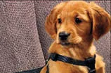 Köpeklere emniyet kemeri zorunluluğu