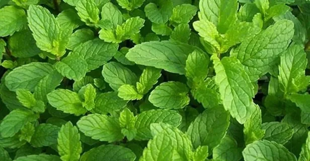 İlaç gibi nane! İşte faydaları...