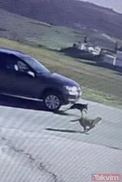 İstanbul, Tuzla’da cani sürücü 4 yaşındaki köpeği ezdi ve arkasına bakmadan kaçtı