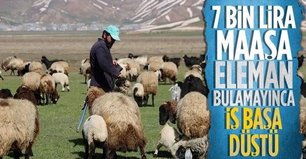 7 bin lira maaş! Çoban olmayınca iş başa düştü