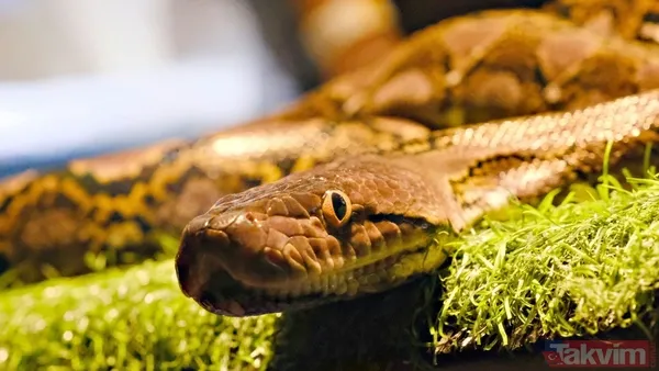 Dünyanın en tehlikeli 10 hayvanı açıklandı! Zirvedeki canlının tek ısırığı yetiyor - 10