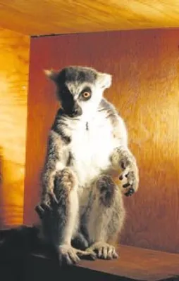 Üşüyen lemura özel ısıtıcı...