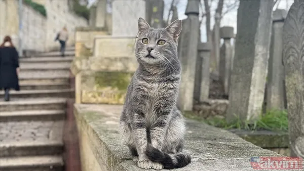 Şehrin Parklarında Kedilerle Karşılaşma Günümüzde İstanbul'un Parkları, Kedi Severler İçin Adeta Bir Buluşma Noktasıdır. Özellikle Fenerbahçe Ve Maçka Gibi...