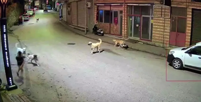 1784402198385.jpeg Ordu'da sokak köpekleri küçük çocuğa saldırdı-4