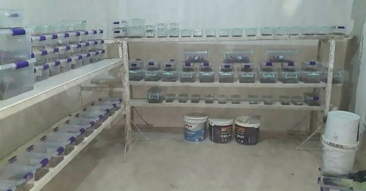 Mardin De Bir Evin Bodrum Katinda Tam 217 Tane Akrep Bulundu Takvim