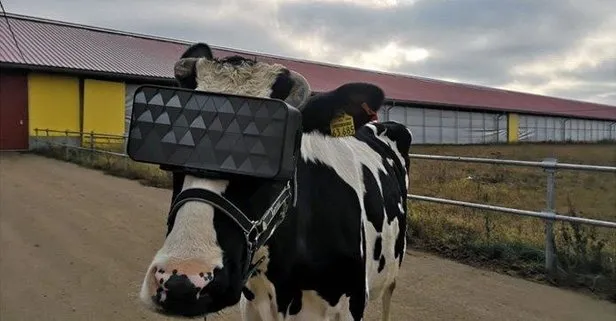 Rusya’da süt kalitesini artırmak için ineklere sanal gerçeklik gözlükleri taktılar