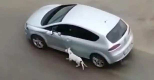 Antalya’da otomobile bağladığı köpeğe eziyet görüntüleri sosyal medyada yayımlanan cani yakalandı