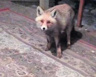 Kurnaz tilki
