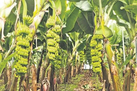 calisma-ve-sosyal-guvenlik-bakani-vedat-isikhan-duyurdu-geri-odeme-listesine-44-ilac-daha-alindi-1698456223736.jpeg Çalışma ve Sosyal Güvenlik Bakanı Vedat Işıkhan duyurdu! Geri ödeme listesine 44 ilaç daha alındı-4