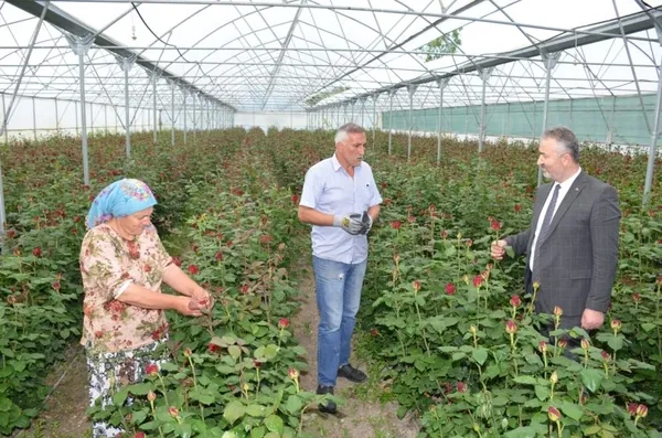 ithalatin-onune-gecmek-icin-240-metrekare-alanda-rodos-gulu-yetistirmeye-basladi-simdilerde-yilda-2-milyon-adet-gul-uretiyor-1621493852211.jpg İthalatın önüne geçmek için 240 metrekare alanda Rodos gülü yetiştirmeye başladı şimdilerde yılda 2 milyon adet gül üretiyor-4