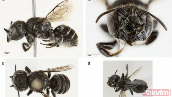 20 Yıl Sonra Gelen İlk Keşif Üniversitenin Moleküler Ve Yaşam Bilimleri Fakültesi'nden Dr. Kit Prendergast, 2019 Yılında Nesli Kritik Derecede Tehlike Altında...