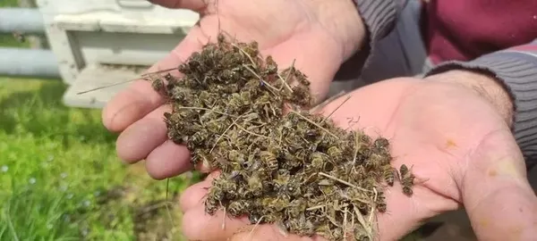 Bursa'da arı faciası! Yüzlerce kovan telef oldu-2