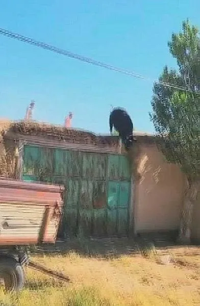 konyada-ilginc-goruntuler-kacan-boga-catiya-cikti-o-anlar-kameralarda-1718490437753.jpeg Konya'da ilginç görüntüler: Sahibinden kaçan kurbanlık boğa çatıya çıktı | O anlar kameralarda-3