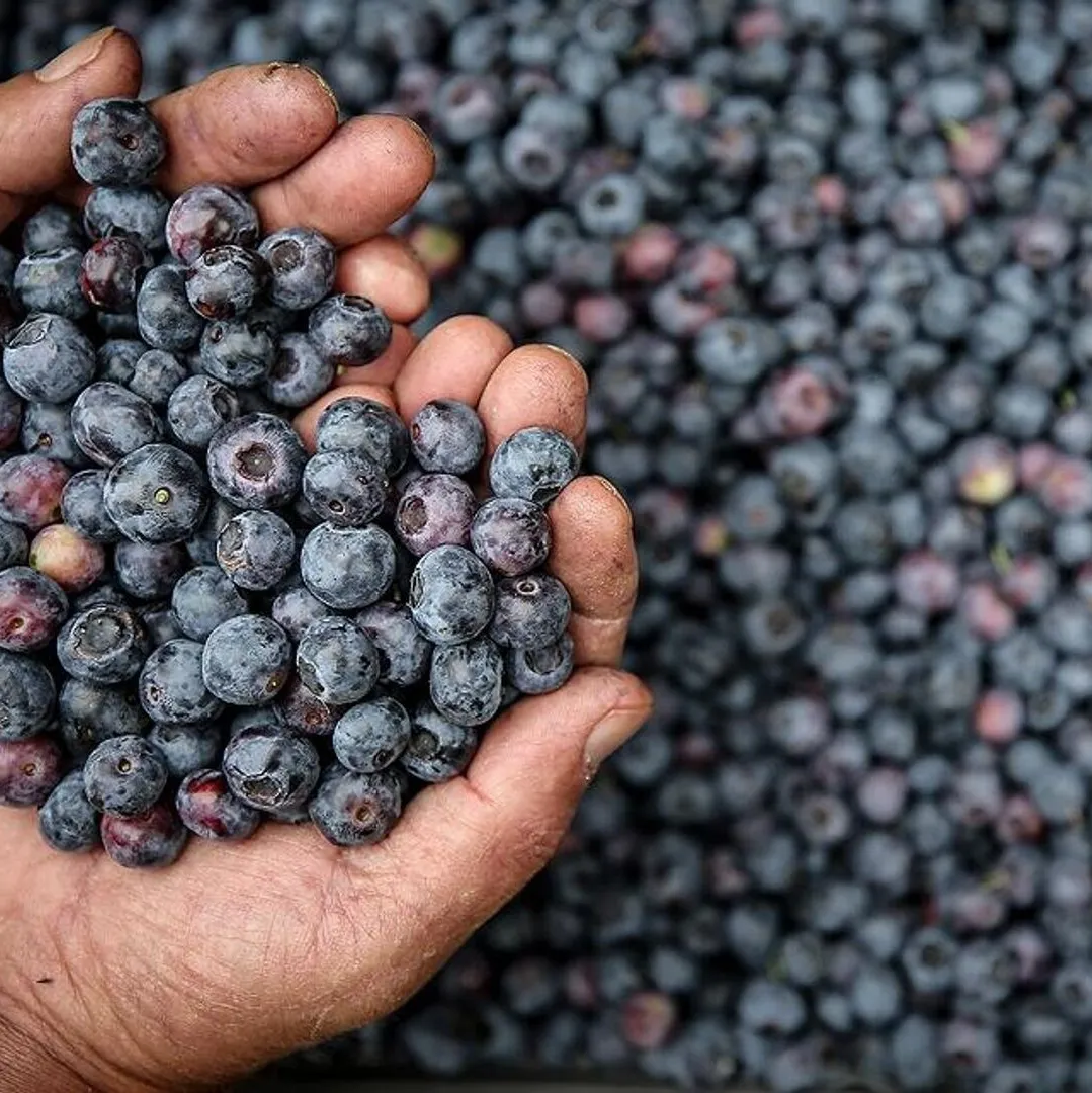 Kolesterolün rengi mor