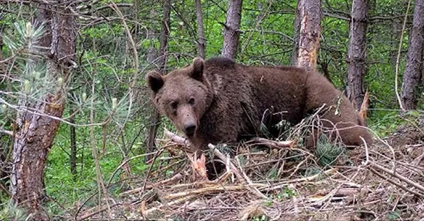 Bursa’da 5 gün önce barınaktan kaçan ayı bulunamıyor!