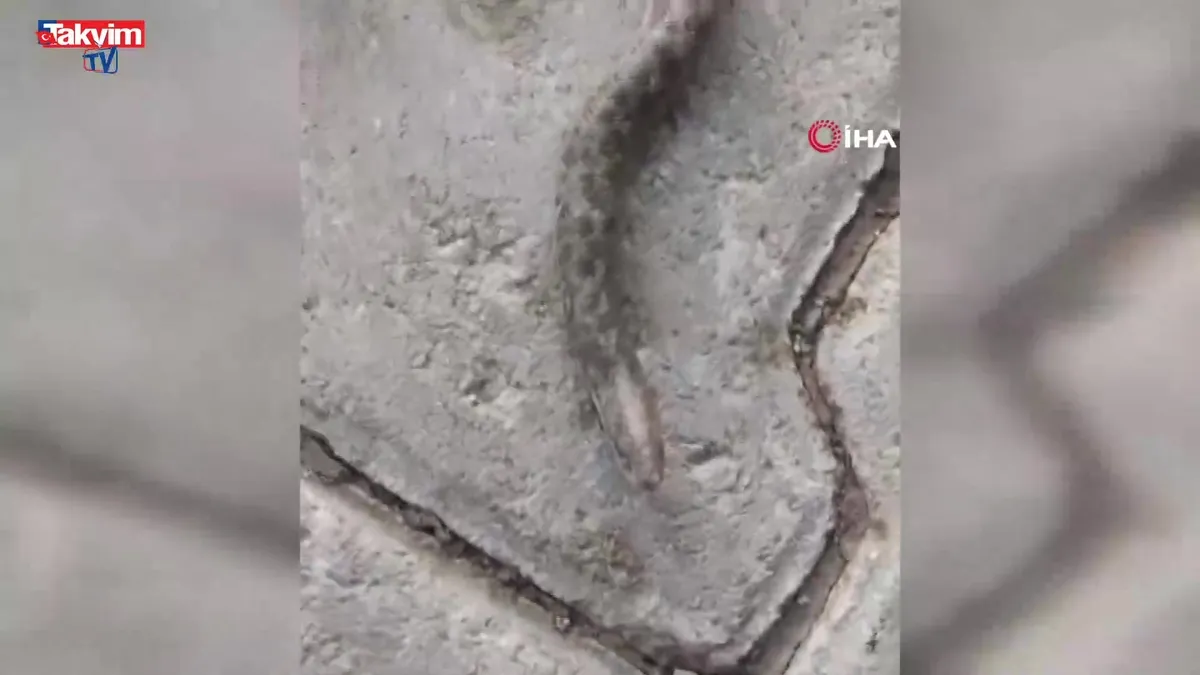 Elazığ’da çift başlı yılan görüldü