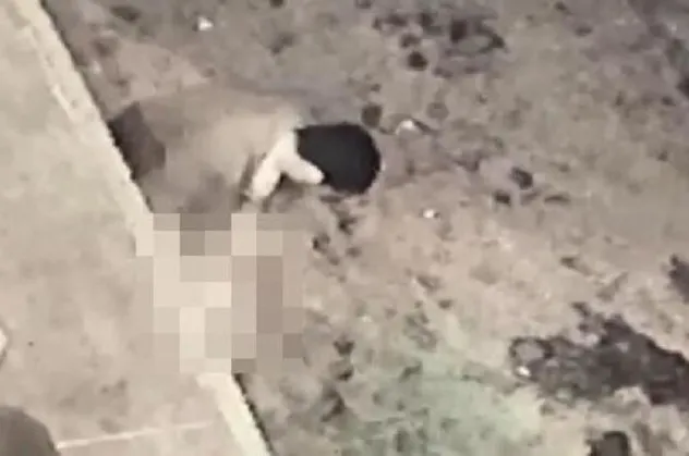 SON DAKİKA: Sakarya'da iğrenç olay: Köpeğe taciz güvenlik kamerasında